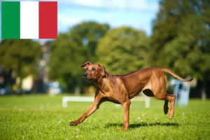 Lee más sobre el artículo Criadores y cachorros de Rhodesian Ridgeback en Italia