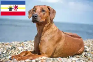 Lee más sobre el artículo Criadores y cachorros de Rhodesian Ridgeback en Mecklemburgo-Pomerania Occidental