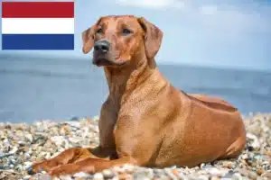 Lee más sobre el artículo Criadores y cachorros de Rhodesian Ridgeback en los Países Bajos