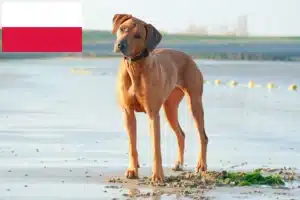 Lee más sobre el artículo Criadores y cachorros de Rhodesian Ridgeback en Polonia