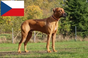 Lee más sobre el artículo Criadores y cachorros de Rhodesian Ridgeback en la República Checa