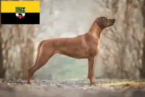 Lee más sobre el artículo Criadores y cachorros de Rhodesian Ridgeback en Sajonia-Anhalt