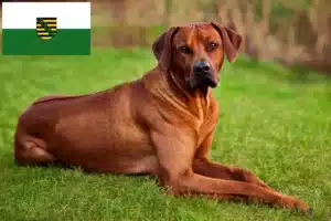 Lee más sobre el artículo Criadores y cachorros de Rhodesian Ridgeback en Sajonia