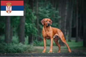 Lee más sobre el artículo Criadores y cachorros de Rhodesian Ridgeback en Serbia