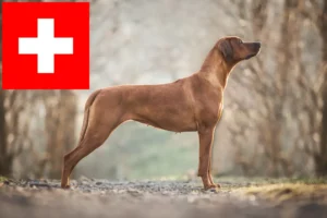 Lee más sobre el artículo Criadores y cachorros de Rhodesian Ridgeback en Suiza