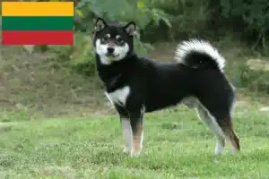 Lee más sobre el artículo Criadores de Shiba y cachorros en Lituania