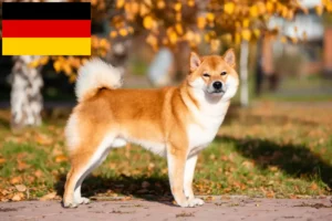 Lee más sobre el artículo Criadores de Shiba y cachorros en Alemania