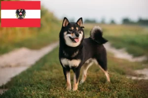 Lee más sobre el artículo Criadores de Shiba y cachorros en Austria