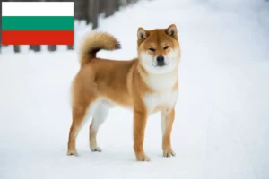 Lee más sobre el artículo Criadores de Shiba y cachorros en Bulgaria