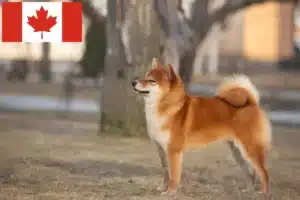 Lee más sobre el artículo Criadores de Shiba y cachorros en Canadá