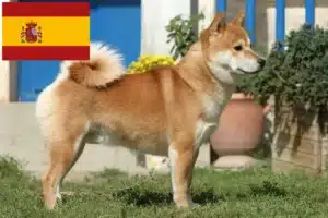 Lee más sobre el artículo Criadores y cachorros de Shiba en España