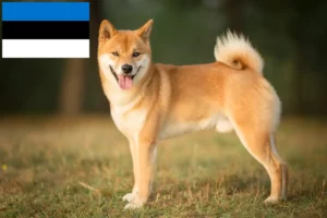 Lee más sobre el artículo Criadores de Shiba y cachorros en Estonia