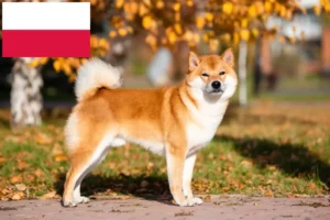 Lee más sobre el artículo Criadores de Shiba y cachorros en Polonia