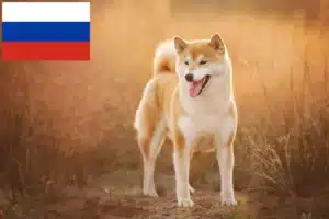 Lee más sobre el artículo Criadores de Shiba y cachorros en Rusia