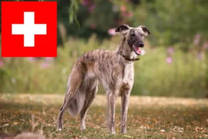 Lee más sobre el artículo Silken Windsprite criadores y cachorros en Suiza