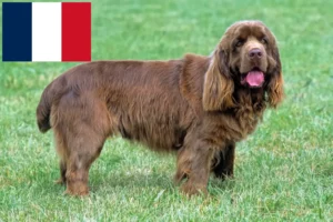 Lee más sobre el artículo Criadores de Sussex Spaniel y cachorros en Francia