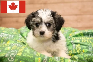 Lee más sobre el artículo Yorkipoo criadores y cachorros en Canadá