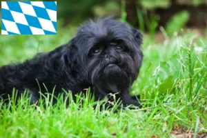 Lee más sobre el artículo Criadores y cachorros de Affenpinscher en Baviera