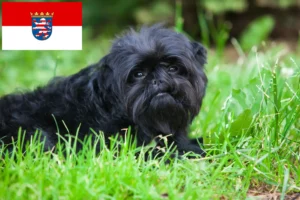 Lee más sobre el artículo Criadores de Affenpinscher y cachorros en Hessen