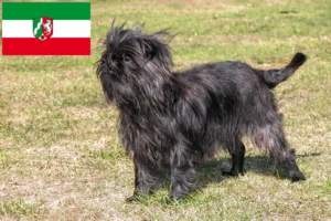 Lee más sobre el artículo Criadores de Affenpinscher y cachorros en Renania del Norte-Westfalia