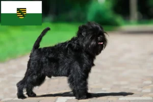 Lee más sobre el artículo Criadores de Affenpinscher y cachorros en Sajonia