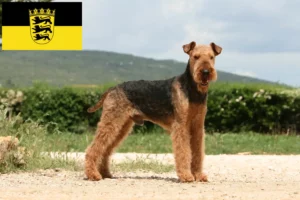 Lee más sobre el artículo Criadores de Airedale Terrier y cachorros en Baden-Württemberg