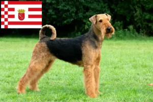 Lee más sobre el artículo Criadores de Airedale Terrier y cachorros en Bremen