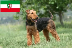 Lee más sobre el artículo Criadores de Airedale Terrier y cachorros en Renania del Norte-Westfalia