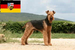 Lee más sobre el artículo Criadores de Airedale Terrier y cachorros en Sarre