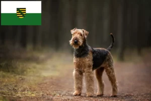 Lee más sobre el artículo Criadores de Airedale Terrier y cachorros en Sajonia