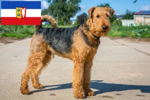 Lee más sobre el artículo Criadores de Airedale Terrier y cachorros en Schleswig-Holstein