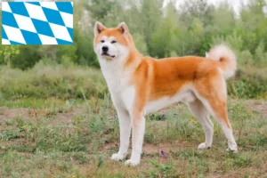 Lee más sobre el artículo Criadores de Akita y cachorros en Baviera