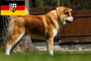 Lee más sobre el artículo Criadores de Akita y cachorros en Sarre