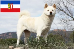 Lee más sobre el artículo Criadores de Akita y cachorros en Schleswig-Holstein