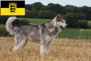 Lee más sobre el artículo Criadores de Alaskan Malamute y cachorros en Baden-Württemberg