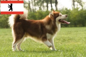 Lee más sobre el artículo Criadores de Alaskan Malamute y cachorros en Berlín