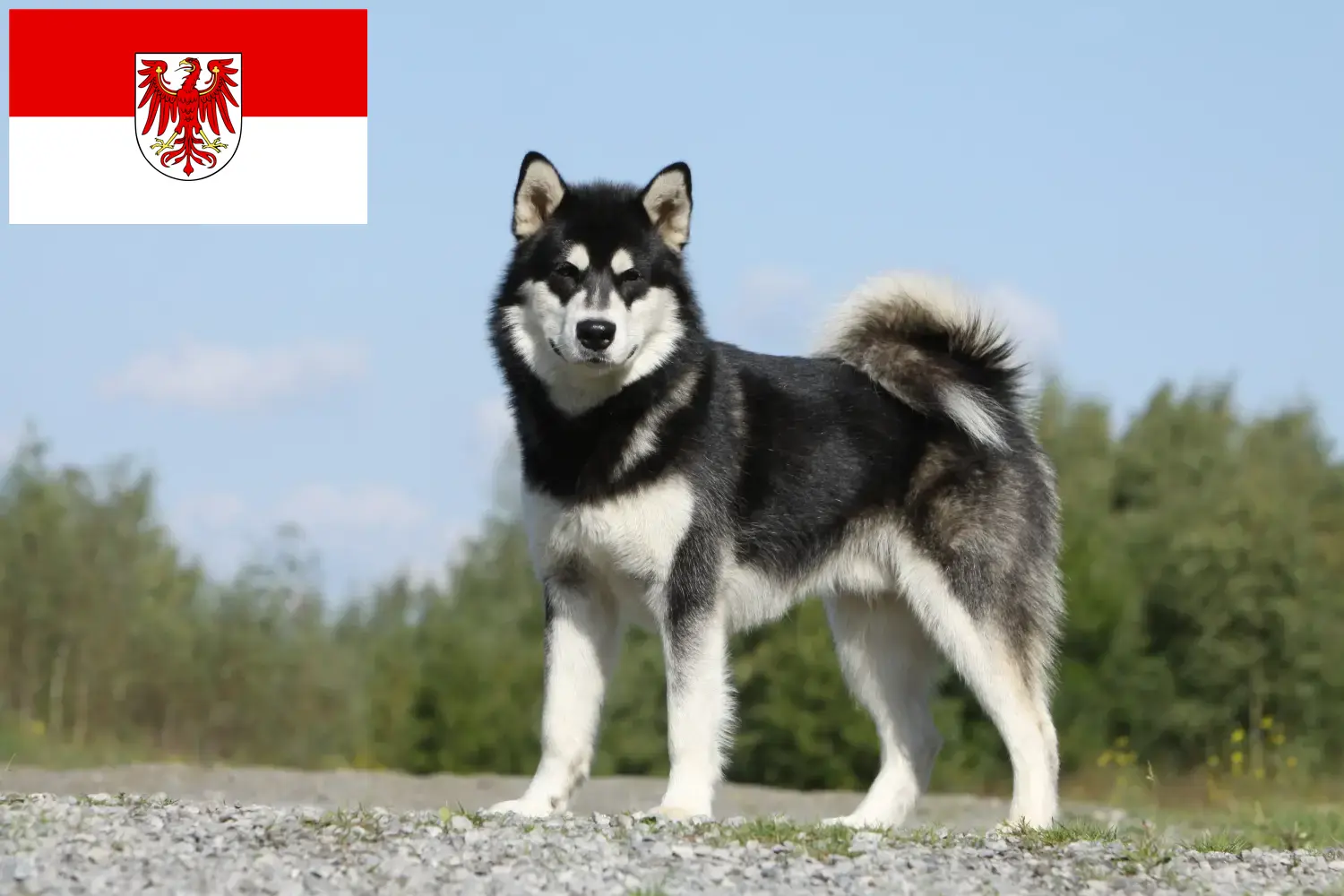 Lee más sobre el artículo Criadores de Alaskan Malamute y cachorros en Brandenburgo