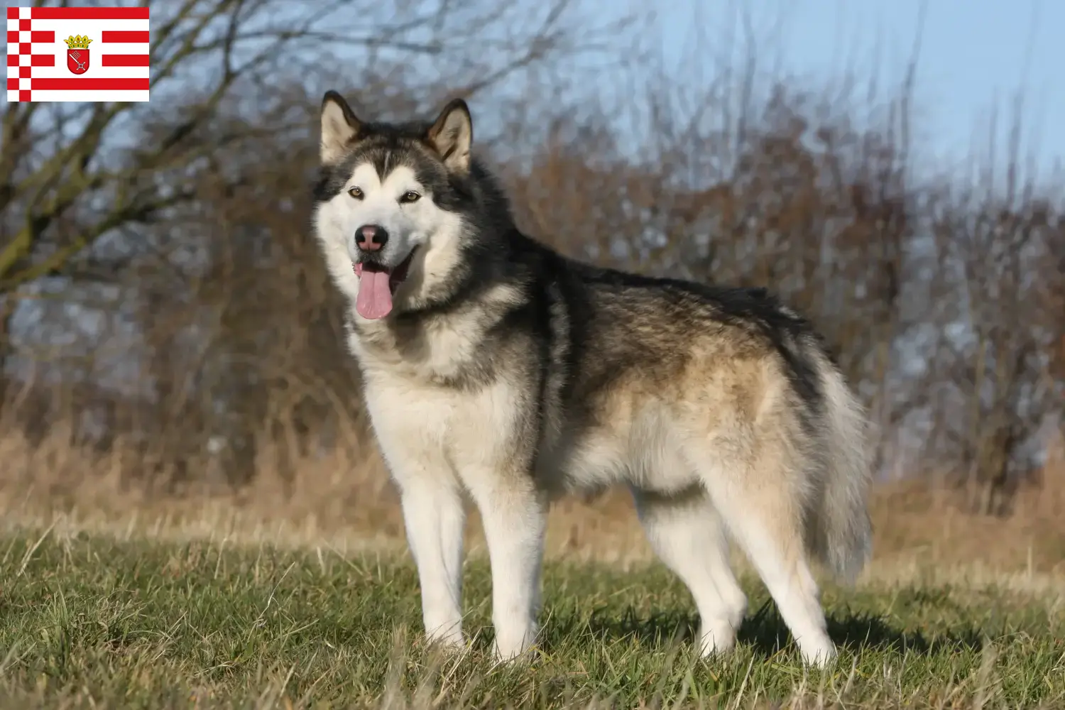 Lee más sobre el artículo Criadores de Alaskan Malamute y cachorros en Bremen