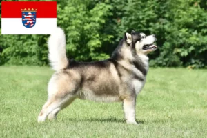 Lee más sobre el artículo Criadores de Alaskan Malamute y cachorros en Hessen