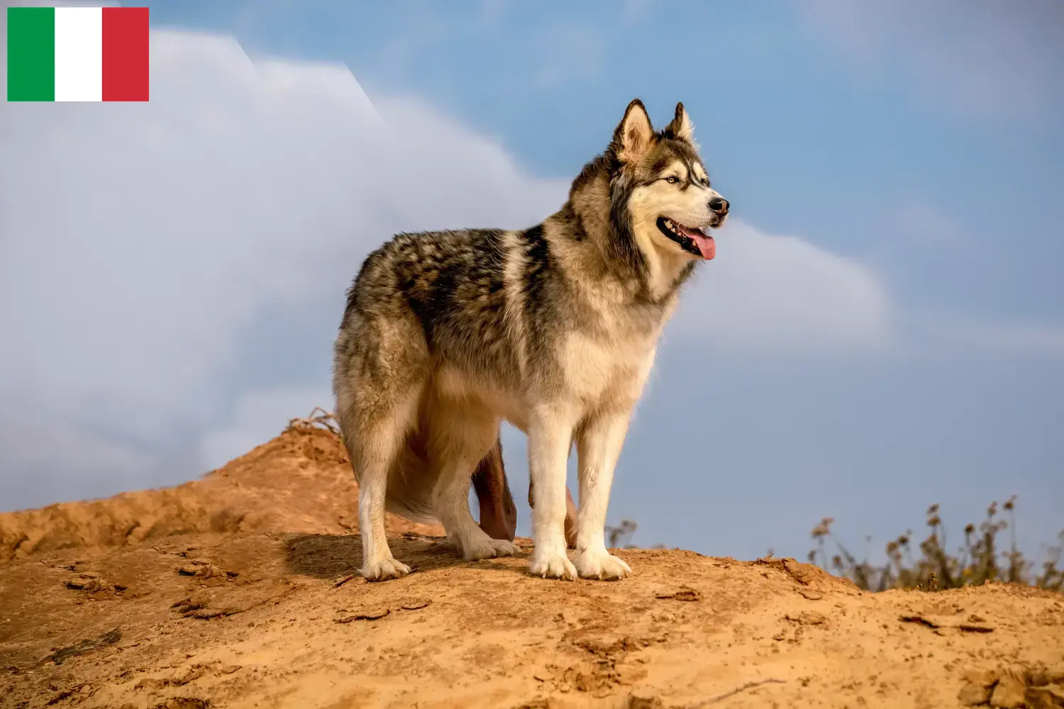 Lee más sobre el artículo Criadores y cachorros de Alaskan Malamute en Italia