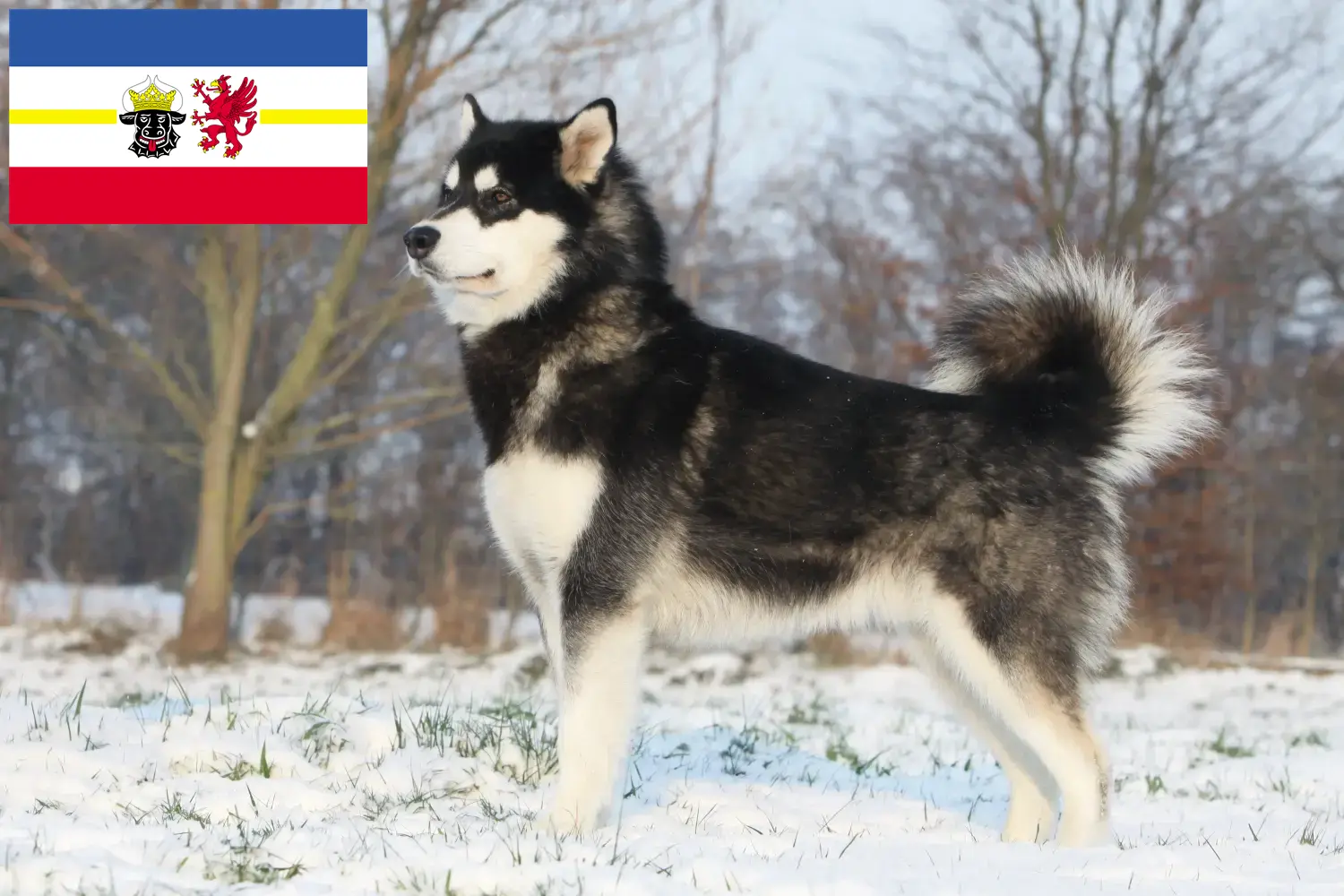 Lee más sobre el artículo Criadores de Alaskan Malamute y cachorros en Mecklemburgo-Pomerania Occidental