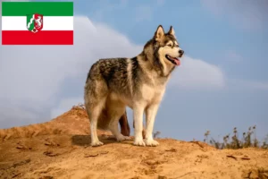 Lee más sobre el artículo Criadores de Alaskan Malamute y cachorros en Renania del Norte-Westfalia