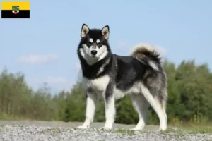 Lee más sobre el artículo Criadores y cachorros de Alaskan Malamute en Sajonia-Anhalt