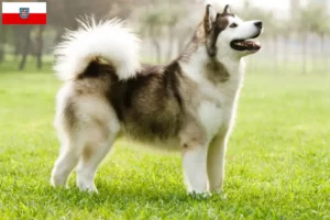 Lee más sobre el artículo Criadores de Alaskan Malamute y cachorros en Turingia