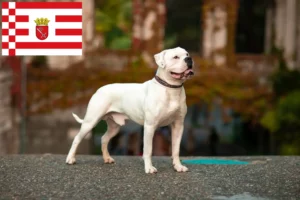 Lee más sobre el artículo Criadores de Bulldog Americano y cachorros en Bremen