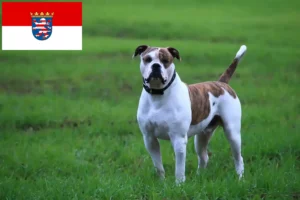 Lee más sobre el artículo Criadores de Bulldog Americano y cachorros en Hessen