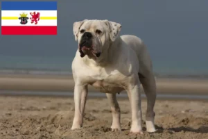 Lee más sobre el artículo Criadores de Bulldog Americano y cachorros en Mecklemburgo-Pomerania Occidental