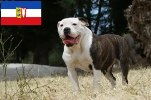 Lee más sobre el artículo Criadores de Bulldog Americano y cachorros en Schleswig-Holstein