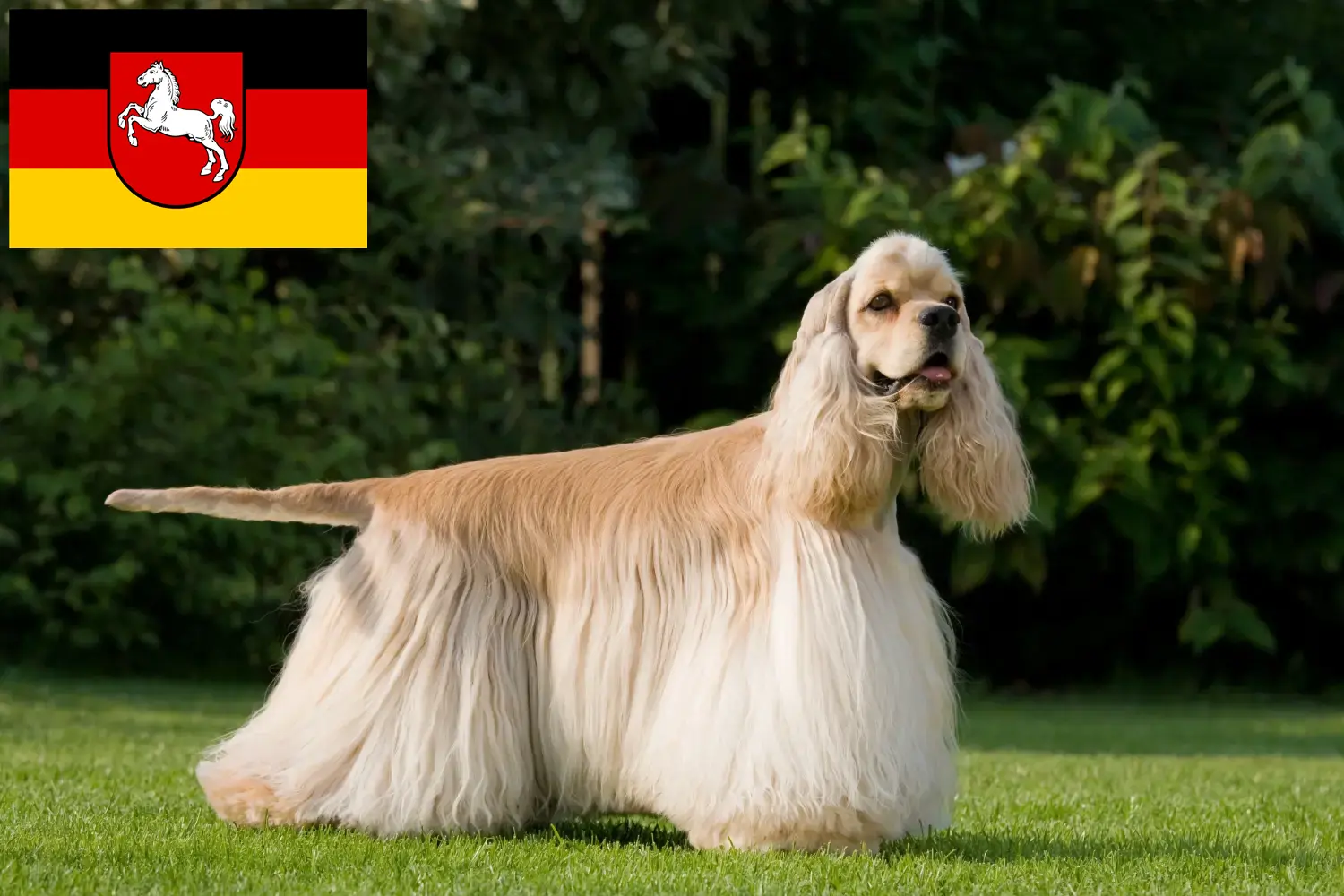 Lee más sobre el artículo Criadores de Cocker Spaniel Americano y cachorros en Baja Sajonia