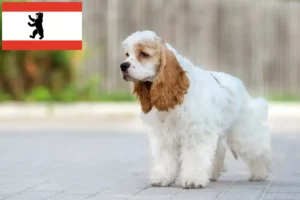 Lee más sobre el artículo Criador de Cocker Spaniel Americano y cachorros en Berlín